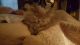 Persian Cats for sale in Greenwood, LA, USA. price: $400