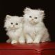 Persian Cats for sale in Marysville, WA, USA. price: NA
