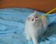 Persian Cats for sale in New Orleans, LA, USA. price: $300