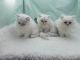Persian Cats for sale in St Paul, MN, USA. price: $300