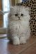 Persian Cats for sale in Lewis Center, OH, USA. price: NA