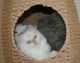 Persian Cats for sale in Beverly Hills, CA, USA. price: $500
