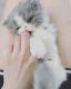 Persian Cats for sale in Cary, NC 27518, USA. price: NA
