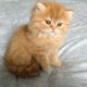 Persian Cats for sale in Brooklyn, NY, USA. price: NA