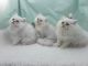 Persian Cats for sale in Springfield, IL, USA. price: $300