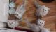 Persian Cats for sale in Philadelphia County, PA, USA. price: $400