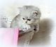Persian Cats for sale in Philadelphia County, PA, USA. price: NA