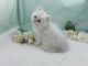 Persian Cats for sale in Jacksonville, FL, USA. price: NA