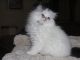 Persian Cats for sale in Knoxville, TN, USA. price: $500