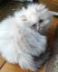 Persian Cats for sale in Atlanta Ave, Piscataway Township, NJ 08854, USA. price: $400