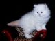 Persian Cats for sale in Allen St, New York, NY 10002, USA. price: NA