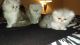 Persian Cats for sale in Dunnellon, FL, USA. price: $500