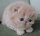 Persian Cats for sale in Bronx, NY, USA. price: NA