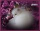 Persian Cats for sale in Riverside, CA, USA. price: NA