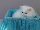 Persian Cats for sale in Olympia, WA, USA. price: NA