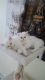 Persian Cats for sale in Stamford, CT, USA. price: NA