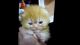 Persian Cats for sale in Lynbrook, NY 11563, USA. price: NA