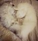 Persian Cats for sale in Arnoldsville, GA 30619, USA. price: NA