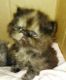 Persian Cats for sale in Clover, SC 29710, USA. price: NA