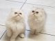 Persian Cats for sale in Atlantic Ave, New York, NY, USA. price: NA
