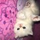 Persian Cats for sale in Fort Lauderdale, FL, USA. price: NA
