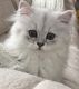 Persian Cats for sale in Hershey, PA 17033, USA. price: NA