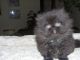Persian Cats for sale in Knoxville, TN, USA. price: $500