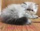 Persian Cats for sale in Burnet, TX 78611, USA. price: $800