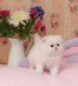 Persian Cats for sale in California St, San Francisco, CA, USA. price: NA