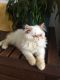 Persian Cats for sale in California St, San Francisco, CA, USA. price: NA