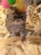 Persian Cats for sale in Hillsboro, OR, USA. price: $800