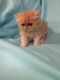Persian Cats for sale in Hillsboro, OR, USA. price: $600