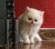 Persian Cats for sale in Oklahoma City, OK, USA. price: $500