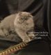 Persian Cats for sale in Thornton, CO, USA. price: NA