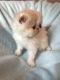 Persian Cats for sale in Ohio St, San Diego, CA, USA. price: $600