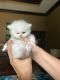 Persian Cats for sale in Sunny Isles Beach, FL 33160, USA. price: $750