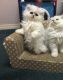 Persian Cats for sale in Eureka, CA, USA. price: NA