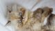 Persian Cats for sale in Bedford, OH 44146, USA. price: NA
