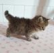 Persian Cats for sale in Harrisburg, PA, USA. price: $400