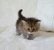 Persian Cats for sale in Harrisburg, PA, USA. price: $400