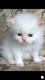 Persian Cats for sale in Cedar Grove, NJ 07009, USA. price: NA