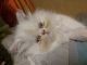 Persian Cats for sale in Fort Lauderdale, FL 33334, USA. price: $1,000