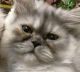 Persian Cats for sale in Fort Lauderdale, FL 33334, USA. price: $2,500