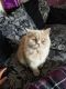Persian Cats for sale in Ohio Dr SW, Washington, DC, USA. price: $500