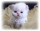 Persian Cats for sale in State Hwy 295, Washington, DC, USA. price: NA