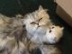 Persian Cats for sale in Marietta, GA, USA. price: $550