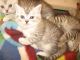 Persian Cats for sale in Hazlet, NJ, USA. price: NA