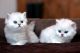 Persian Cats for sale in St. Louis, MO, USA. price: $200