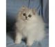 Persian Cats for sale in Bronx, NY 10462, USA. price: NA