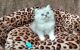Persian Cats for sale in Bronx, NY 10462, USA. price: NA